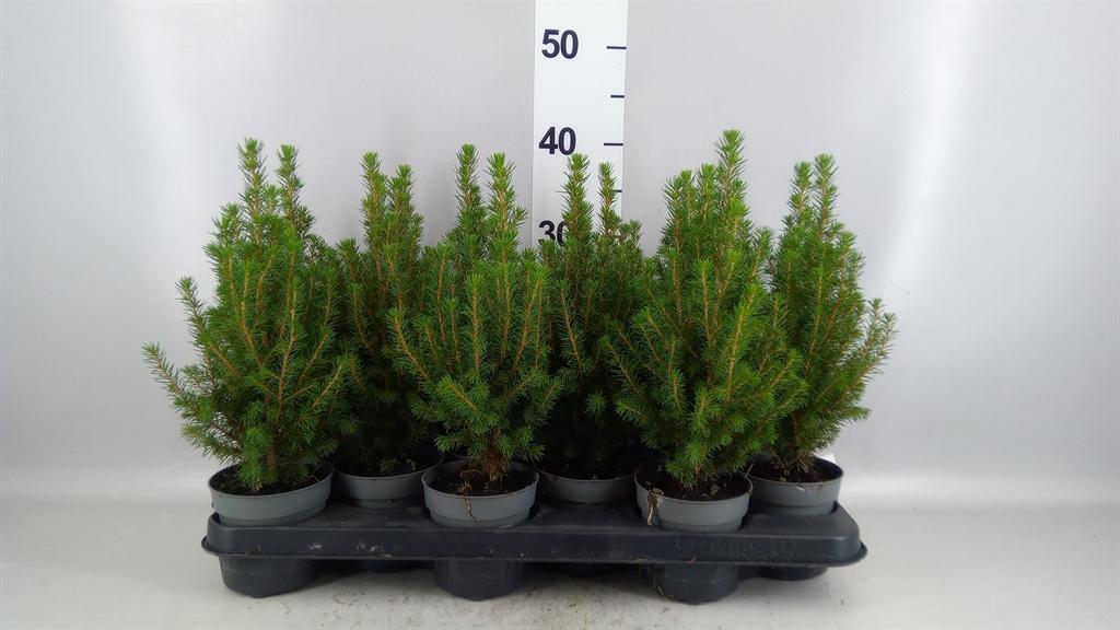 Горшечные цветы и растения оптом Picea Glauca perfecta A от 12шт из Голландии с доставкой по России