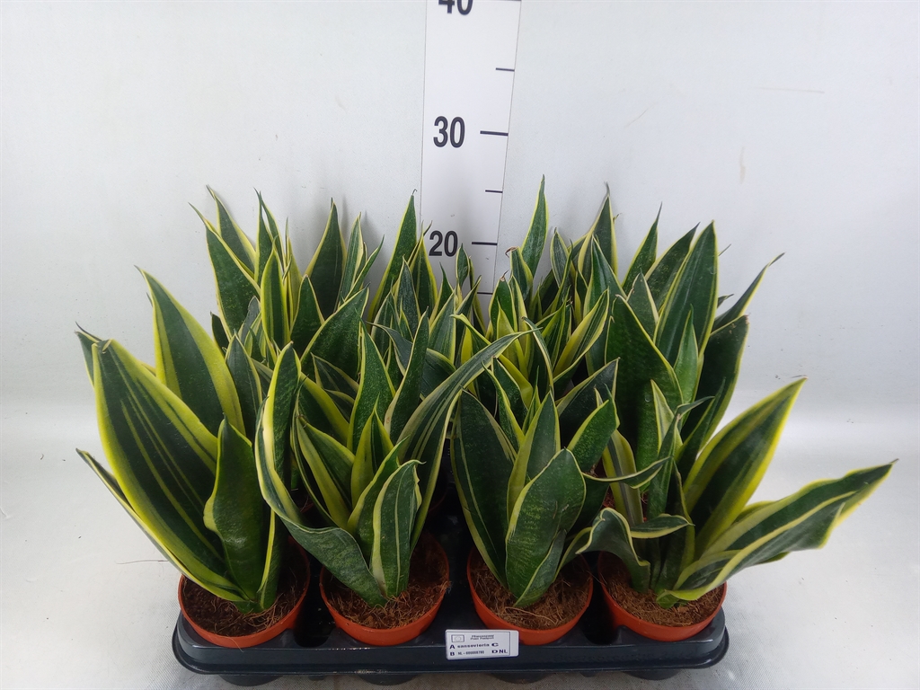 Горшечные цветы и растения оптом Sansevieria Trifa.   ... от 12шт (для телеги) из Голландии с доставкой по России