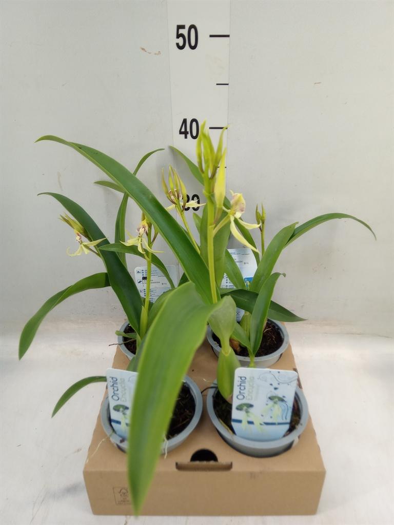 Горшечные цветы и растения оптом Orchideeen   ... от 4шт из Голландии с доставкой по России