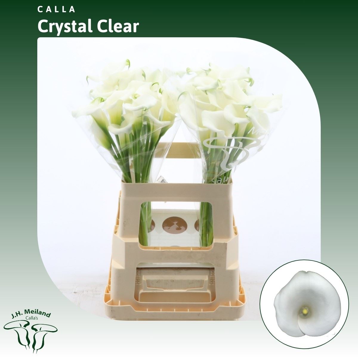 Срезанные цветы оптом Zantedeschia crystal clear от 40шт из Голландии с доставкой по России
