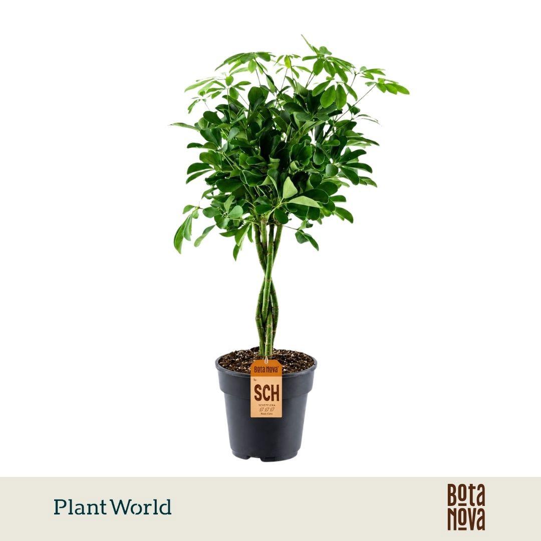 Горшечные цветы и растения оптом Schefflera Compacta Nora Twisted от 3шт из Голландии с доставкой по России