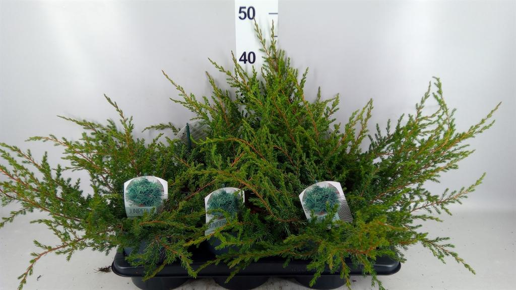 Горшечные цветы и растения оптом Juniperus Comm Repanda от 6шт из Голландии с доставкой по России