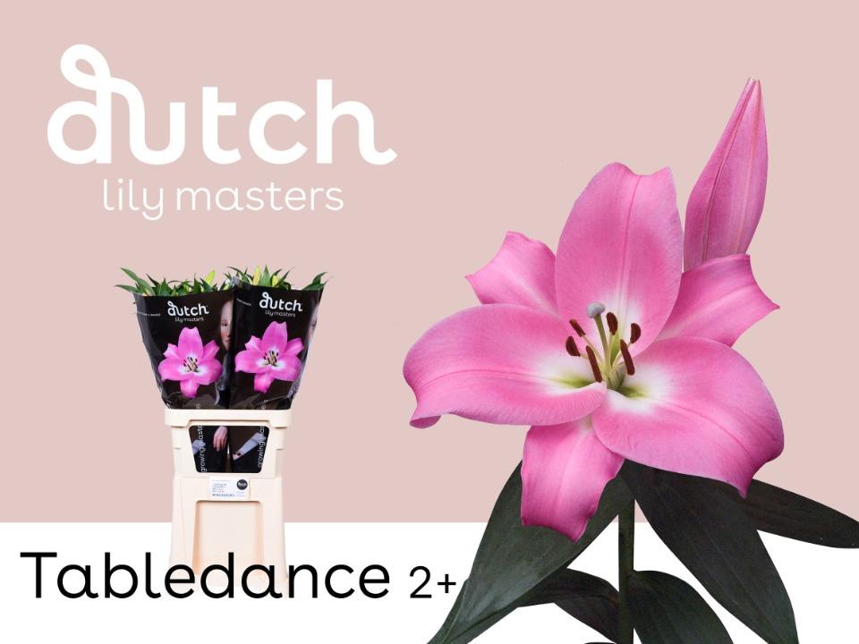 Срезанные цветы оптом Lilium or tabledance от 40шт из Голландии с доставкой по России