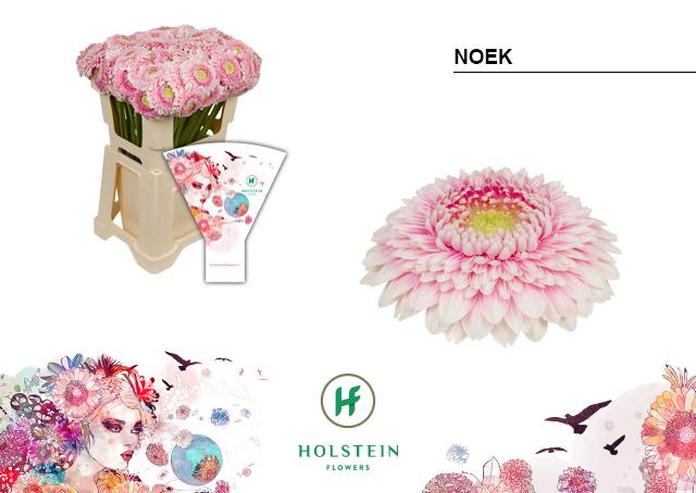 Срезанные цветы оптом Germini gerponi noek от 80шт из Голландии с доставкой по России