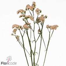 Срезанные цветы оптом Statice honey apricot от 50шт из Голландии с доставкой по России