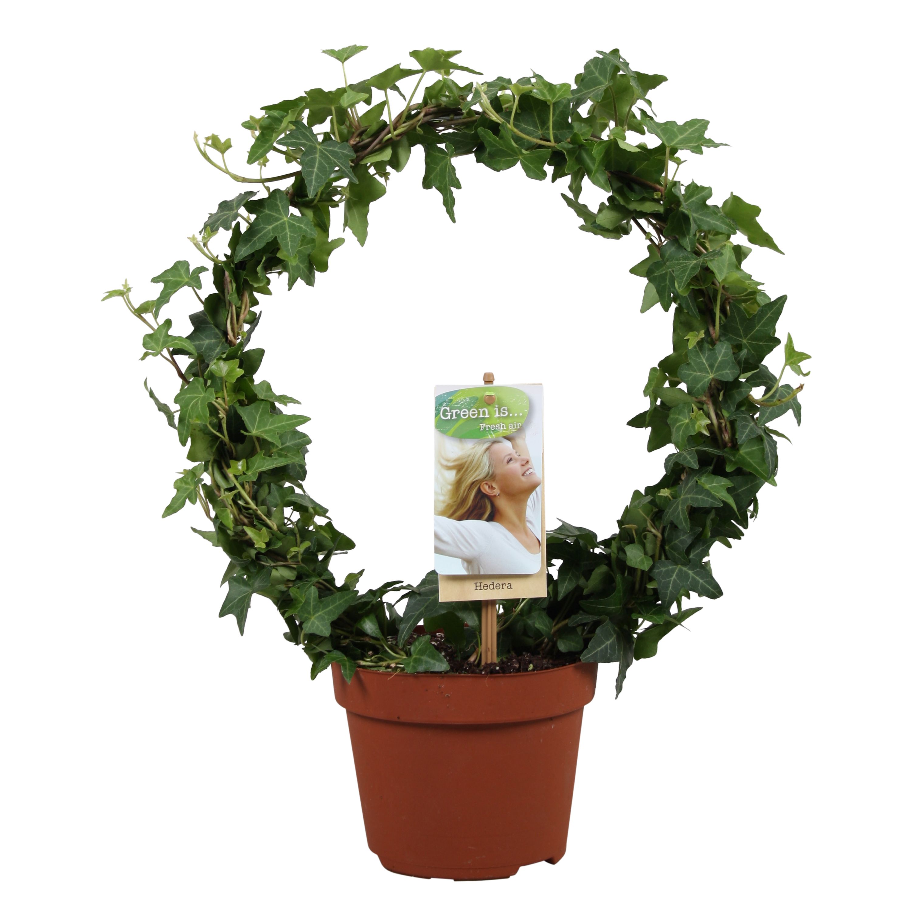 Горшечные цветы и растения оптом Hedera Helix Green Bow от 6шт из Голландии с доставкой по России