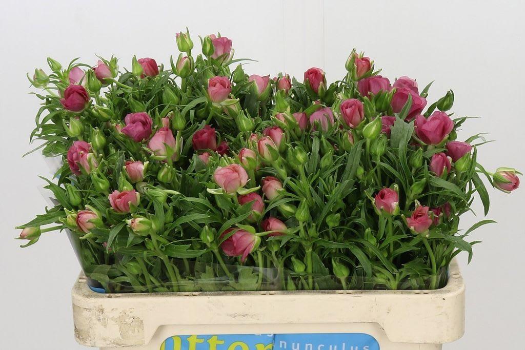 Срезанные цветы оптом Ranunculus butterfly lycia от 40шт из Голландии с доставкой по России