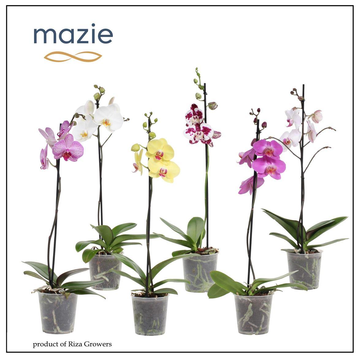 Горшечные цветы и растения оптом Phal 1st Mix 6+ (maarel) от 10шт из Голландии с доставкой по России