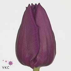 Срезанные цветы оптом Tulipa si laptop от 150шт из Голландии с доставкой по России