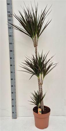 Горшечные цветы и растения оптом Dra Marg Magenta 90-45-15 от 1шт из Голландии с доставкой по России