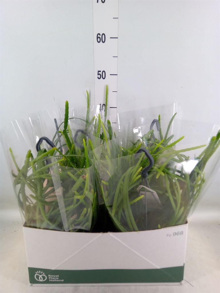 Горшечные цветы и растения оптом Rhipsalis   ... от 5шт из Голландии с доставкой по России