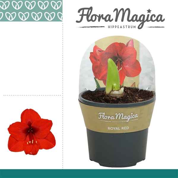 Горшечные цветы и растения оптом Hipp Royal Red 2pp Extra Op In Potcover от 8шт из Голландии с доставкой по России