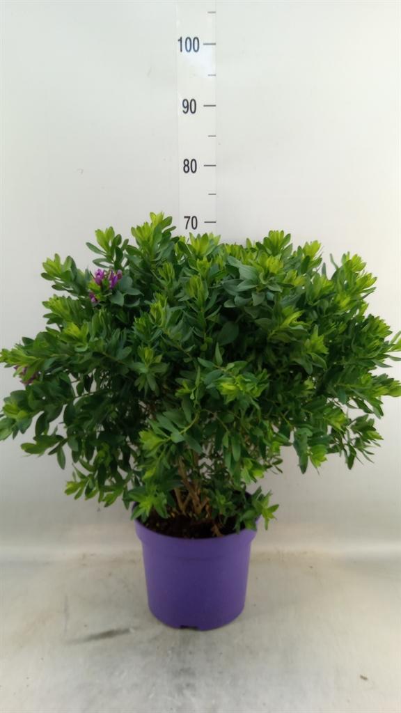 Горшечные цветы и растения оптом Polygala Myrtifolia от 1шт из Голландии с доставкой по России