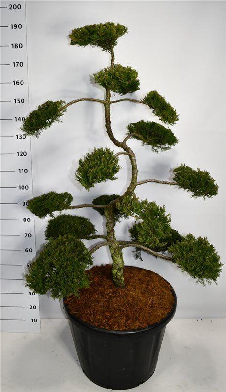 Горшечные цветы и растения оптом Juniperus Sabina Rockery Gem от 1шт из Голландии с доставкой по России