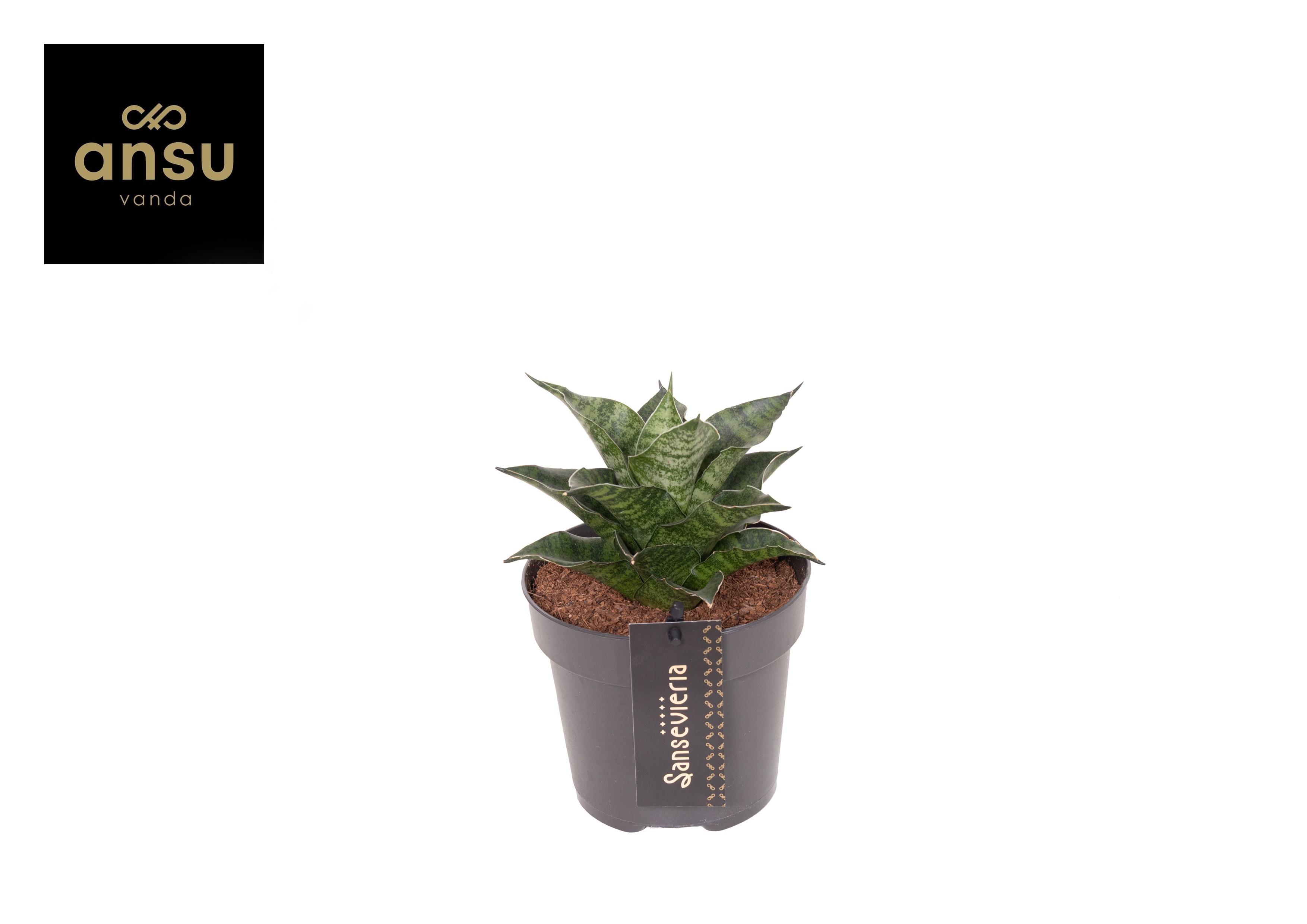 Горшечные цветы и растения оптом Sansevieria Star Mini Marble No. 1 от 10шт из Голландии с доставкой по России