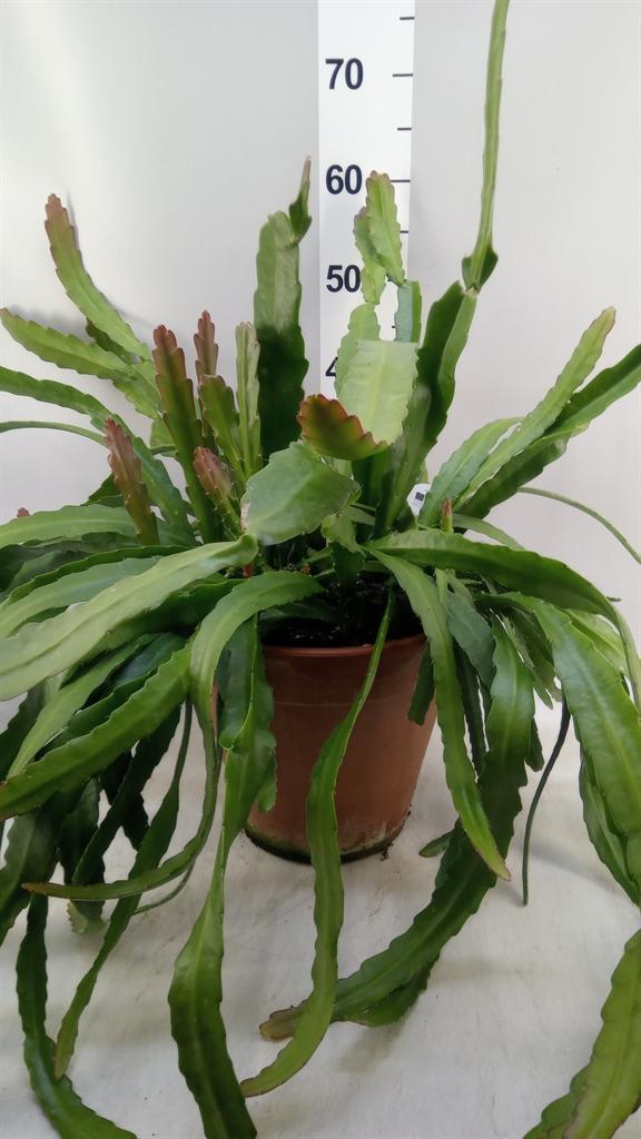 Горшечные цветы и растения оптом Epiphyllum ... от 1шт из Голландии с доставкой по России