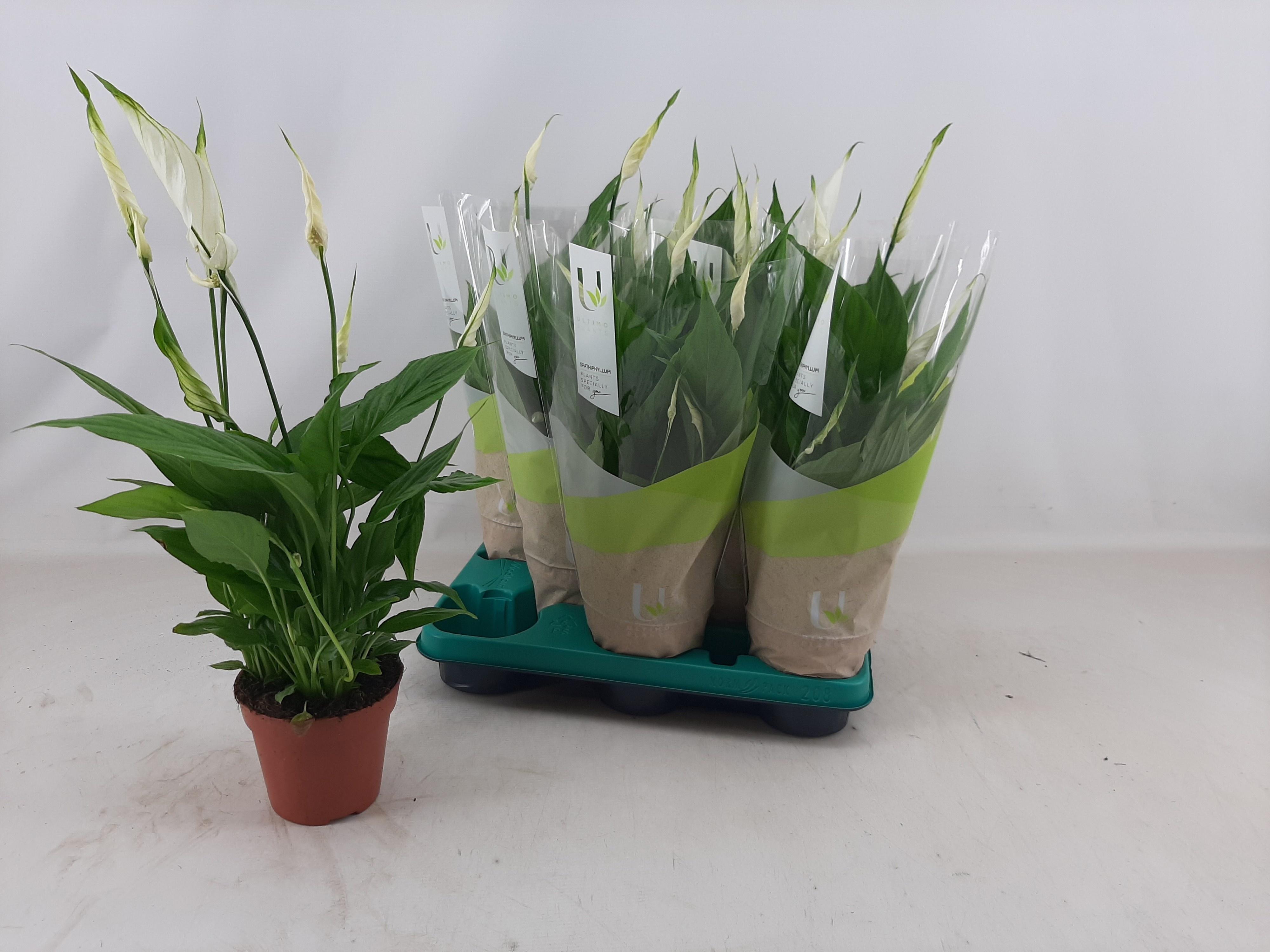 Горшечные цветы и растения оптом Spath Torelli от 8шт из Голландии с доставкой по России