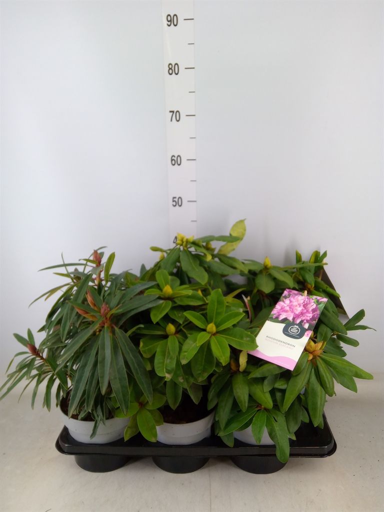 Горшечные цветы и растения оптом Rhododendron   ...mix от 6шт из Голландии с доставкой по России