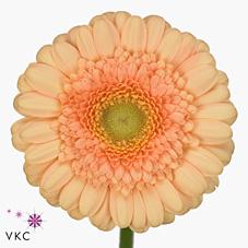 Срезанные цветы оптом Germini dalida от 80шт из Голландии с доставкой по России