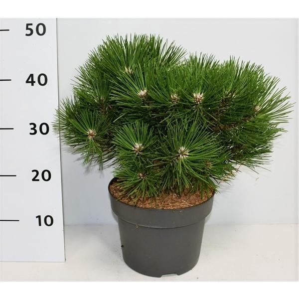 Горшечные цветы и растения оптом Pinus Nigra Nana от 1шт из Голландии с доставкой по России