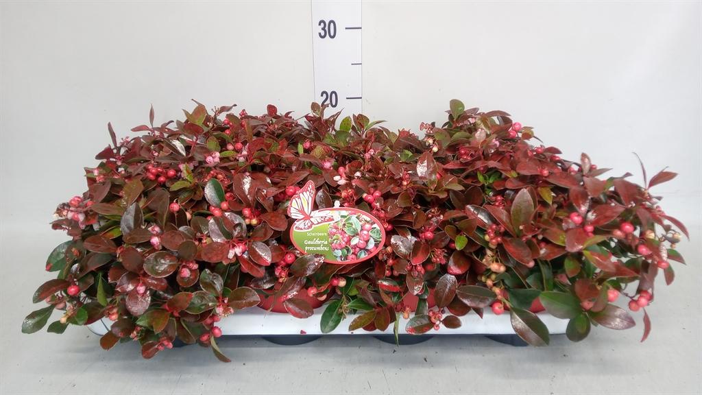 Горшечные цветы и растения оптом Gaultheria Proc. от 8шт из Голландии с доставкой по России