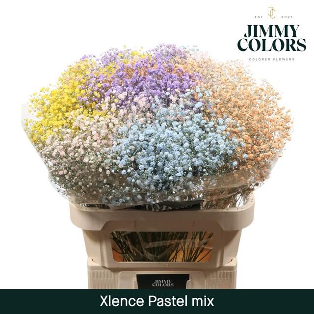 Срезанные цветы оптом Gyps large paint mix pastel от 75шт из Голландии с доставкой по России