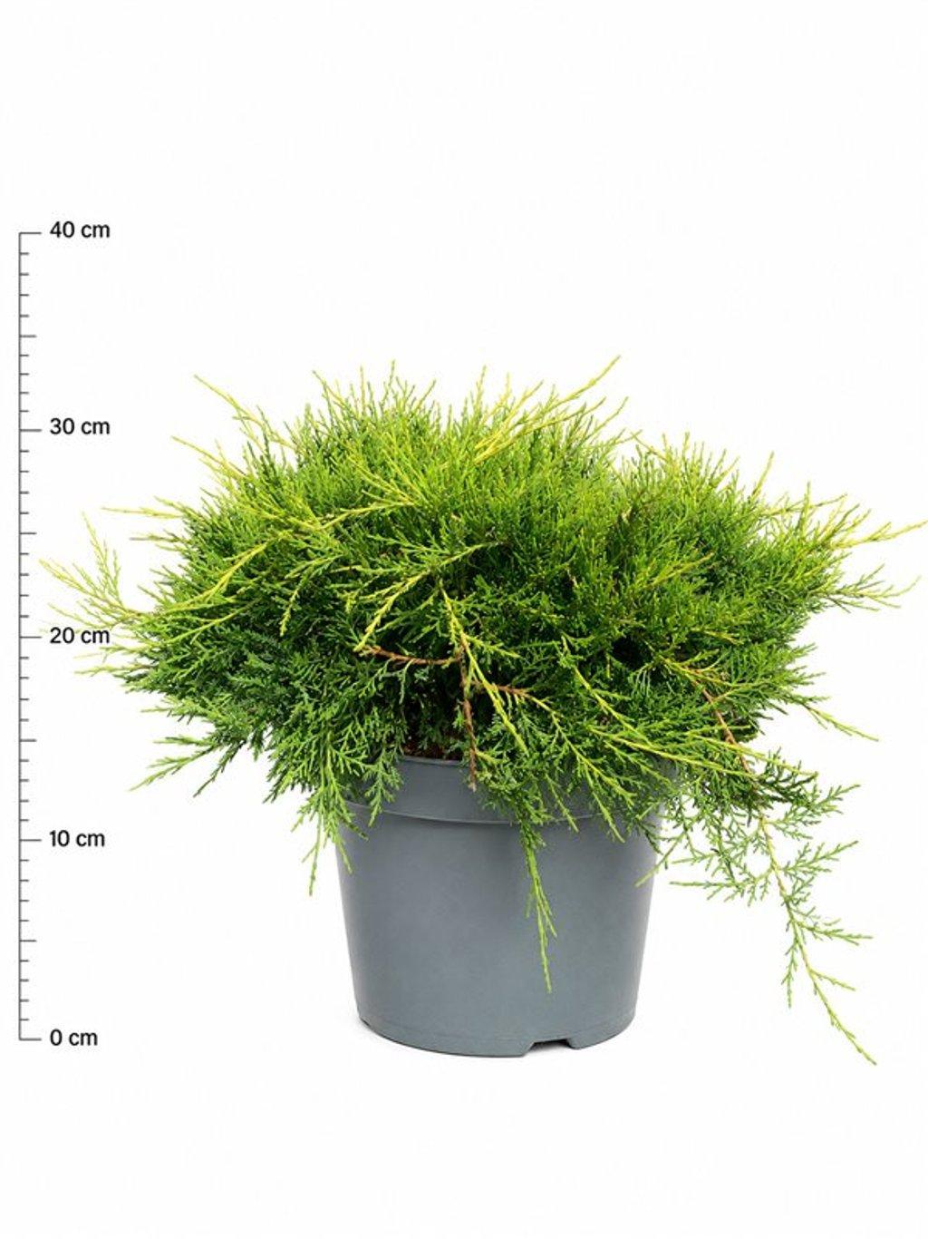 Горшечные цветы и растения оптом Juniperus Pfitz Old Gold от 1шт из Голландии с доставкой по России