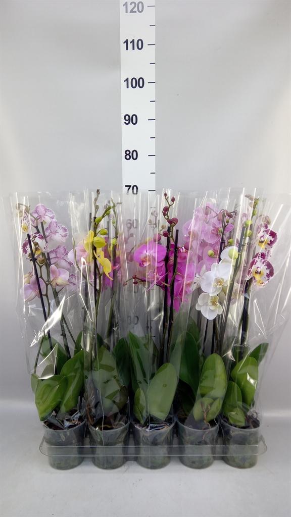 Горшечные цветы и растения оптом Phalaenopsis ...mix 5 A от 10шт из Голландии с доставкой по России