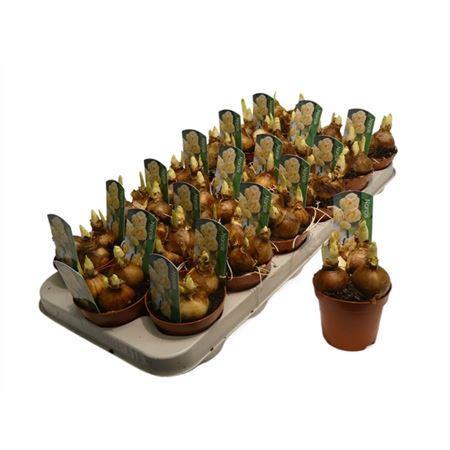 Горшечные цветы и растения оптом Narcis Abba от 18шт (для телеги) из Голландии с доставкой по России