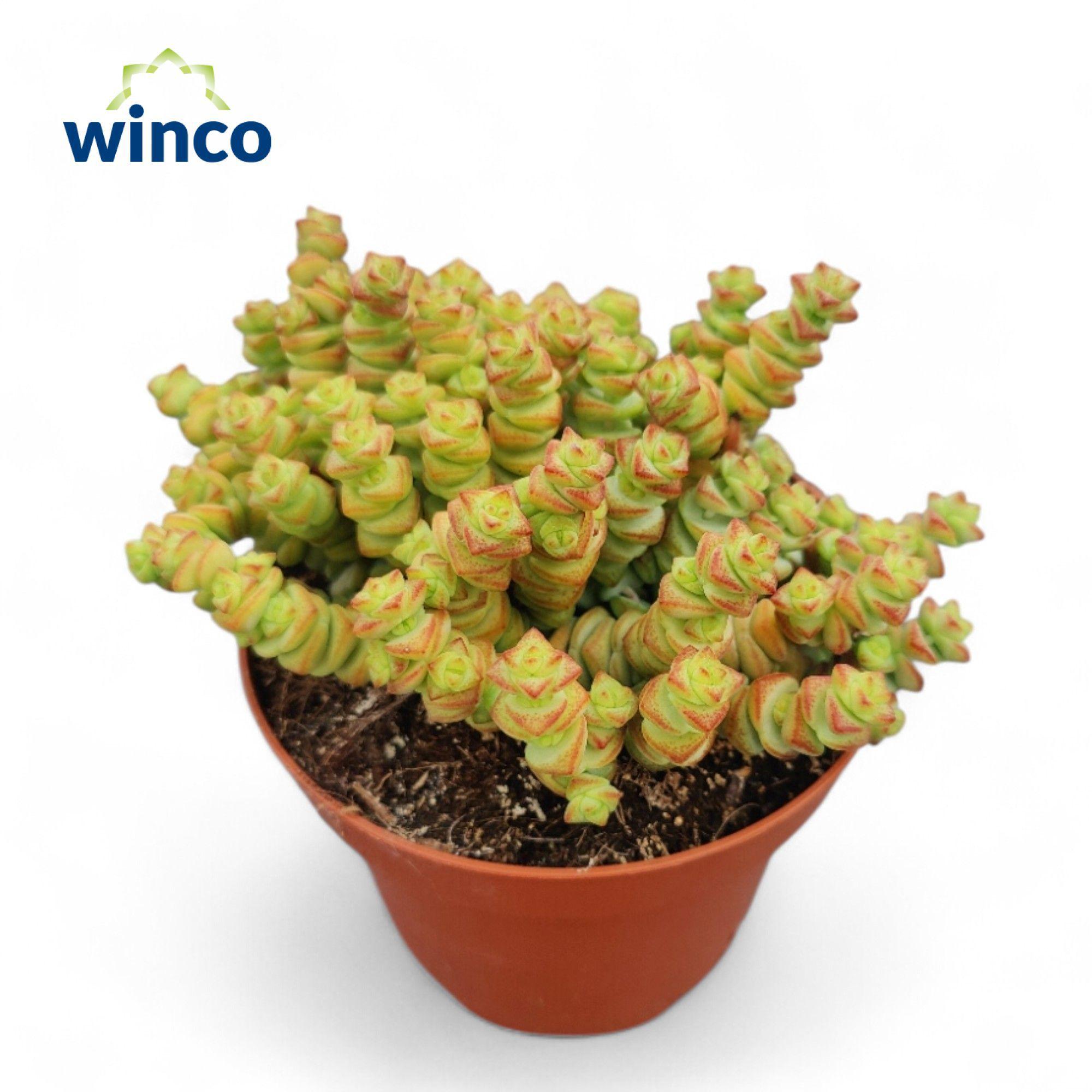 Горшечные цветы и растения оптом Crassula Marneriana от 6шт из Голландии с доставкой по России