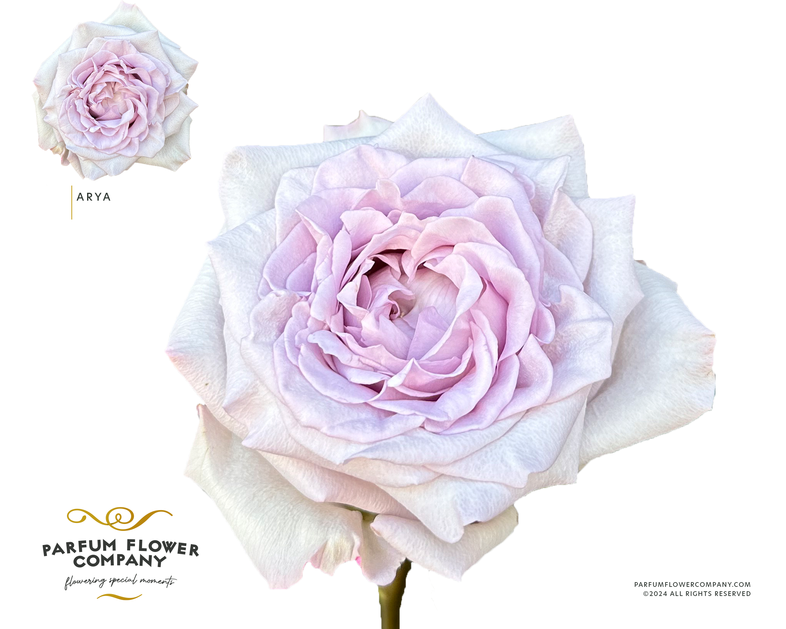 Срезанные цветы оптом Rosa la garden arya от 24шт из Голландии с доставкой по России