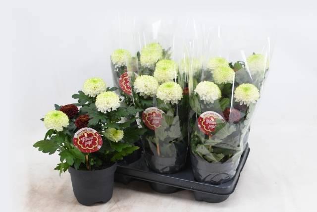 Горшечные цветы и растения оптом Chrys Fp Gem In Pot от 6шт из Голландии с доставкой по России