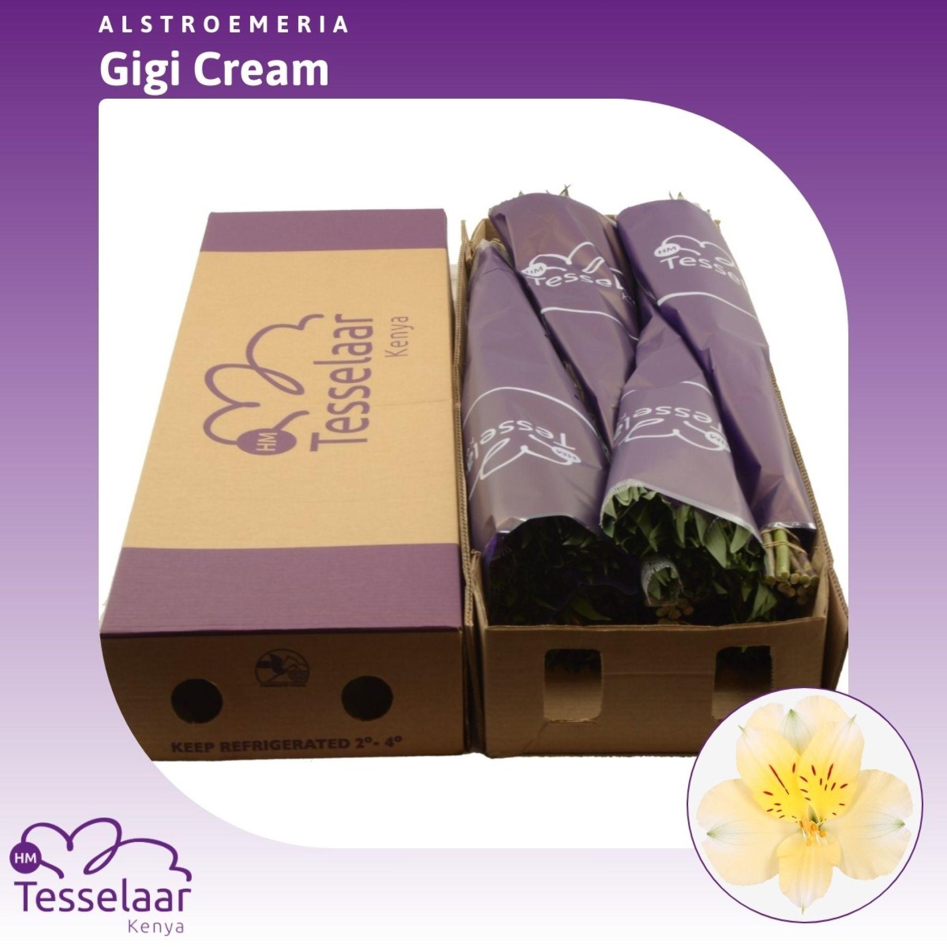 Срезанные цветы оптом Alstroemeria gigi cream от 120шт из Голландии с доставкой по России