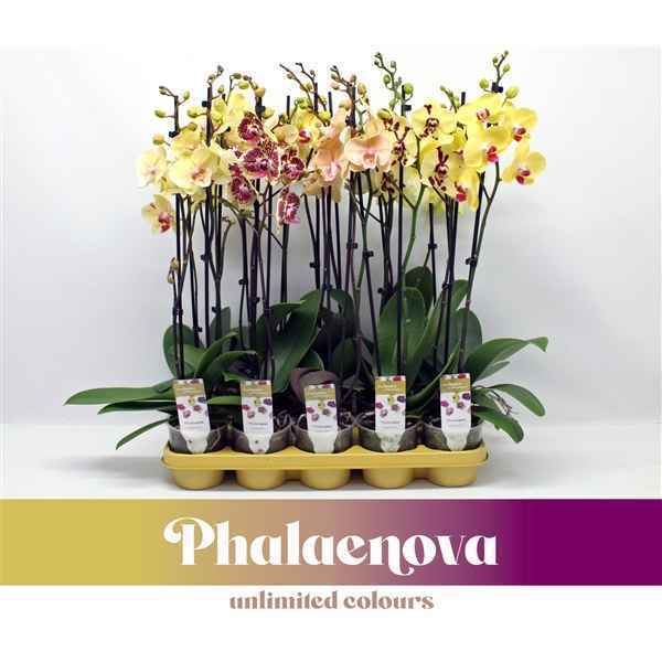 Горшечные цветы и растения оптом Phal 2st Yellow Mix 18+ (phalaenova) от 10шт из Голландии с доставкой по России