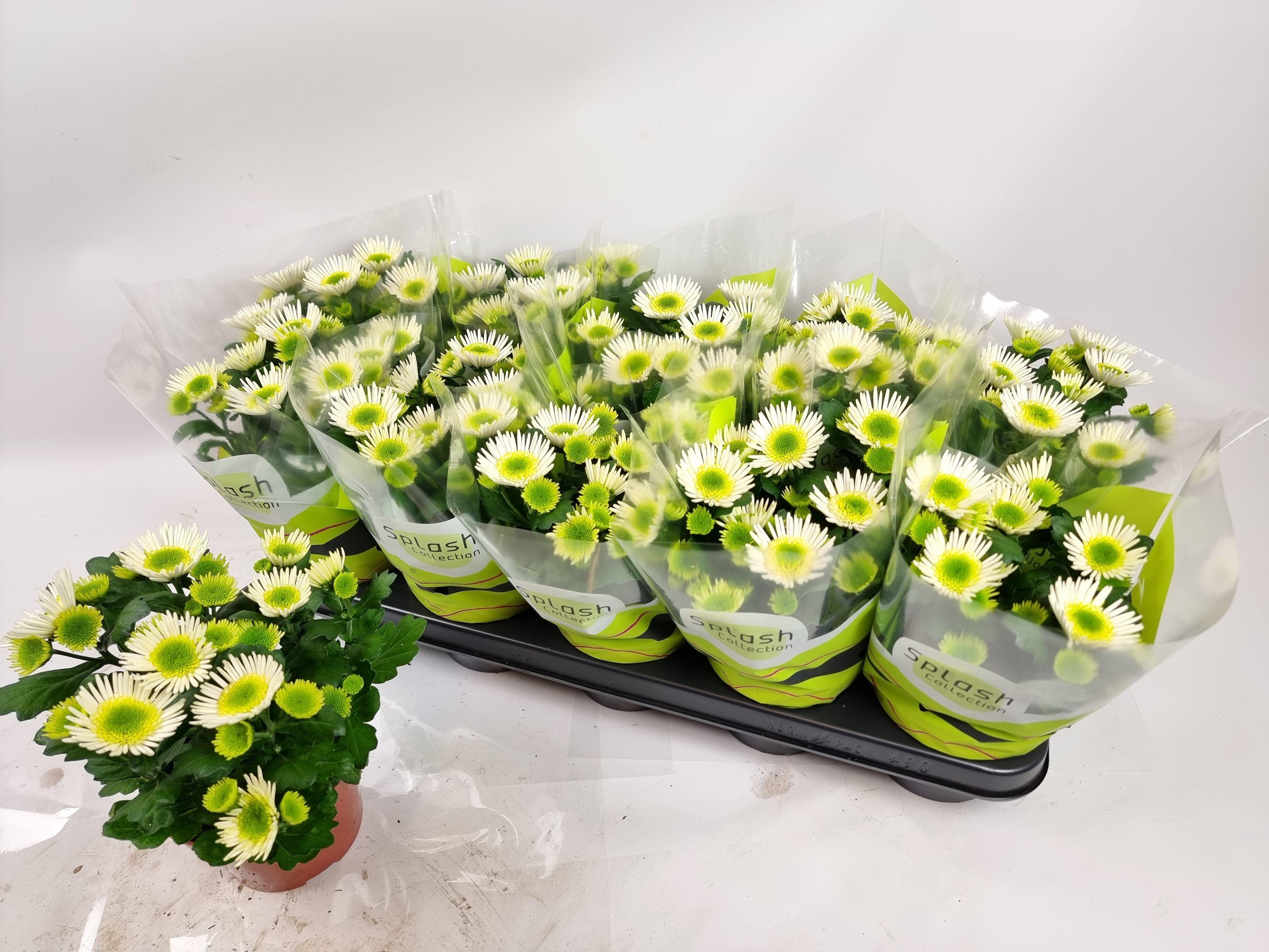 Горшечные цветы и растения оптом Chrys Splash Meadow от 10шт из Голландии с доставкой по России