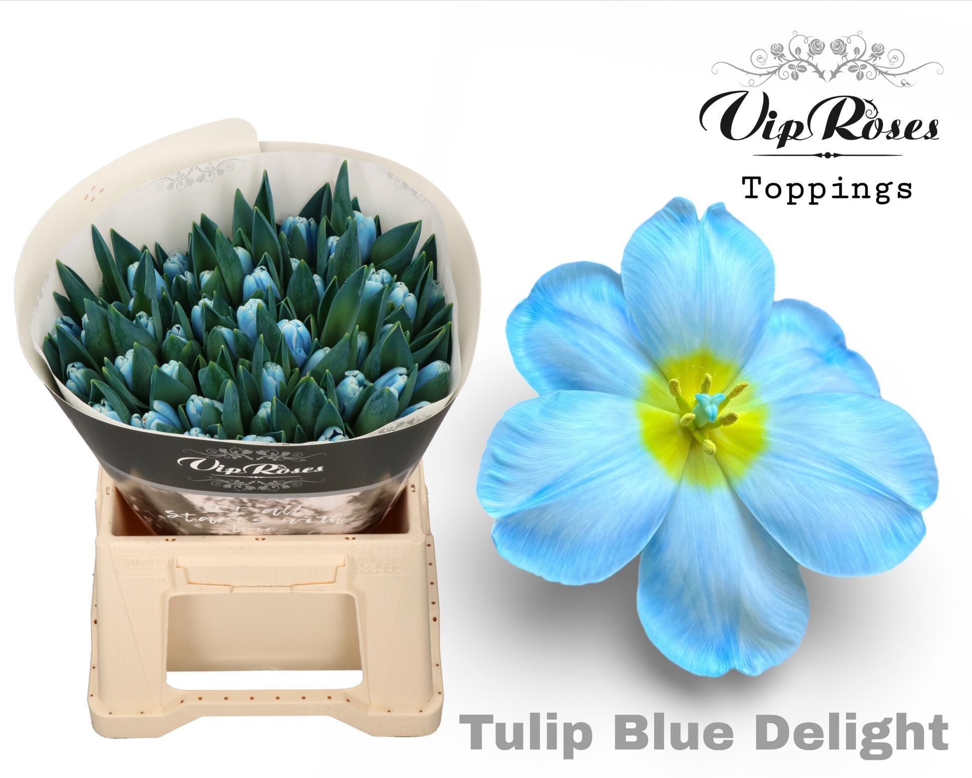 Срезанные цветы оптом Tulipa si paint blue delight от 50шт из Голландии с доставкой по России