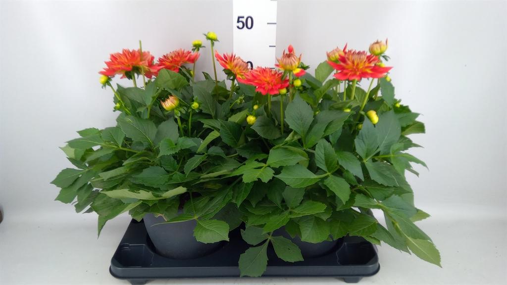 Горшечные цветы и растения оптом Dahlia De labella Magg Fun Flame от 2шт из Голландии с доставкой по России