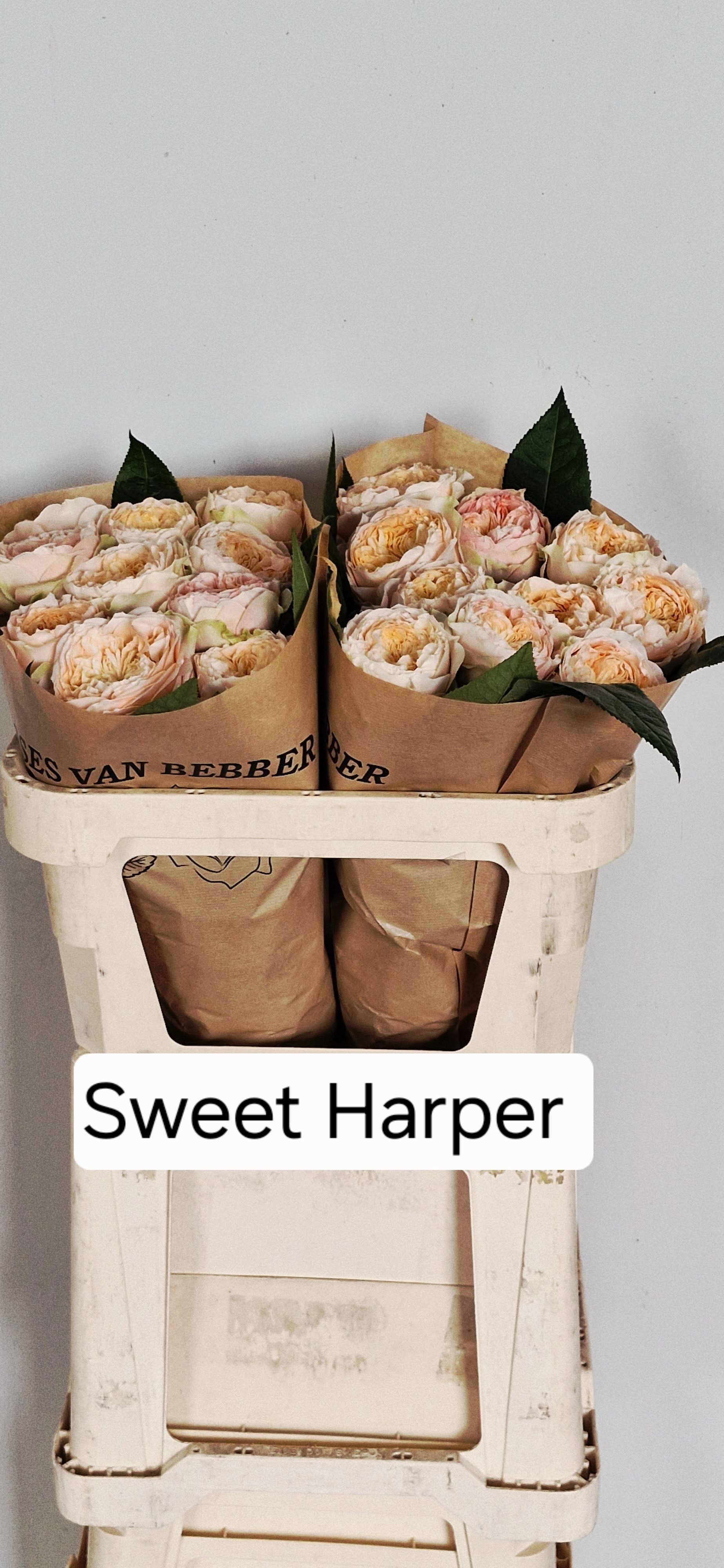 Срезанные цветы оптом Rosa garden sweet harper! от 20шт из Голландии с доставкой по России