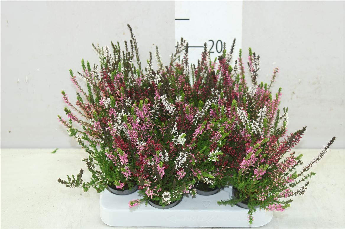 Горшечные цветы и растения оптом Calluna Vulgaris Mini Trio Girl Mix In Pot от 12шт из Голландии с доставкой по России