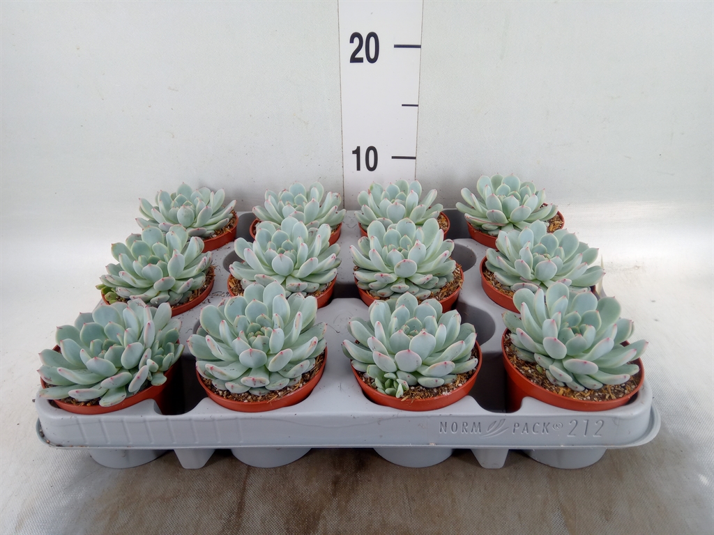 Горшечные цветы и растения оптом Echeveria Cuspidata от 12шт (для телеги) из Голландии с доставкой по России