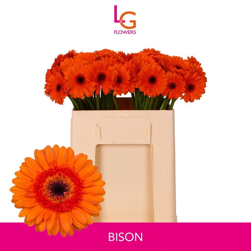 Срезанные цветы оптом Germini bison от 80шт из Голландии с доставкой по России