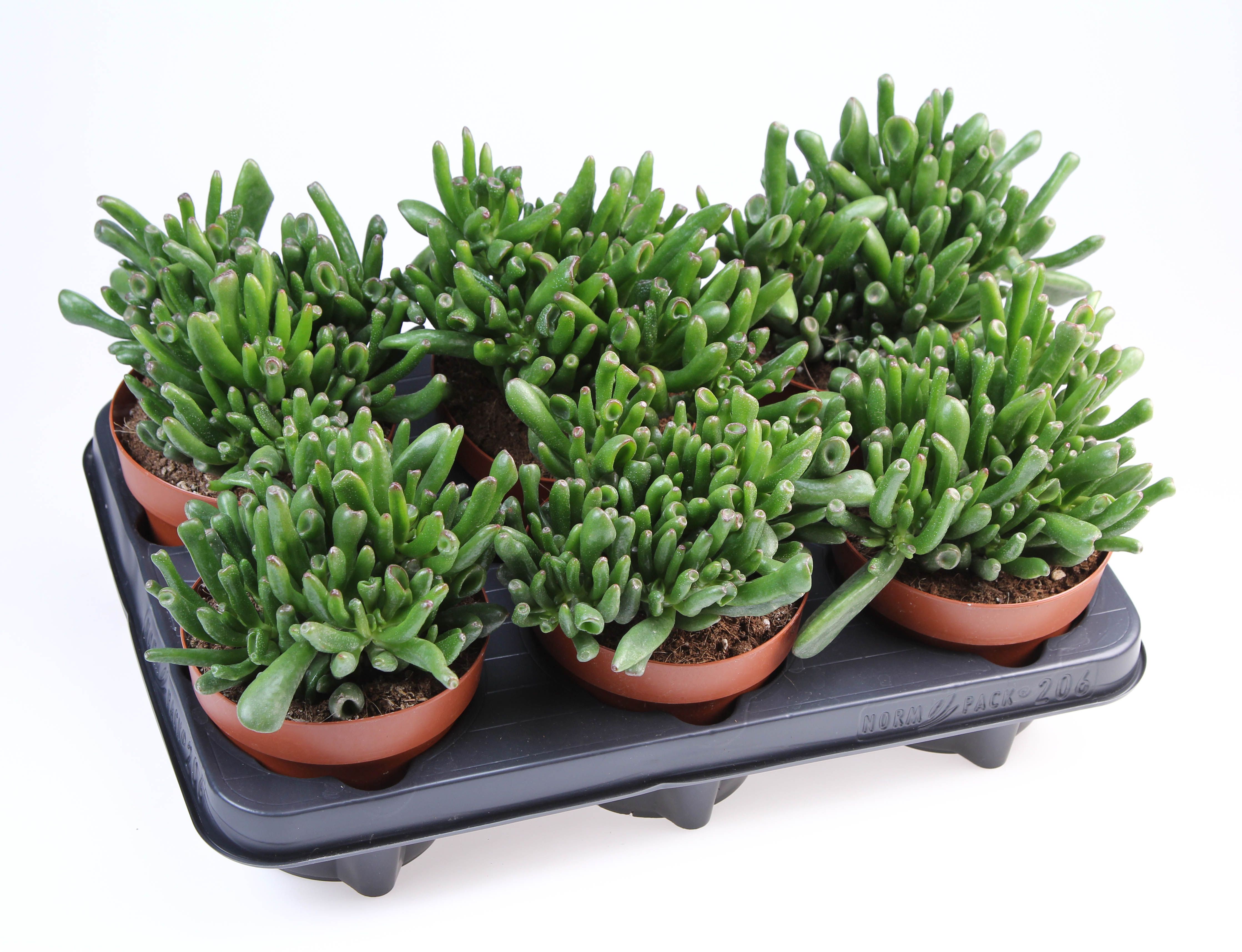 Горшечные цветы и растения оптом Crassula Hobbit от 6шт из Голландии с доставкой по России