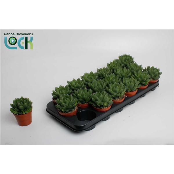 Горшечные цветы и растения оптом Haworthia Cooperii от 18шт (для телеги) из Голландии с доставкой по России