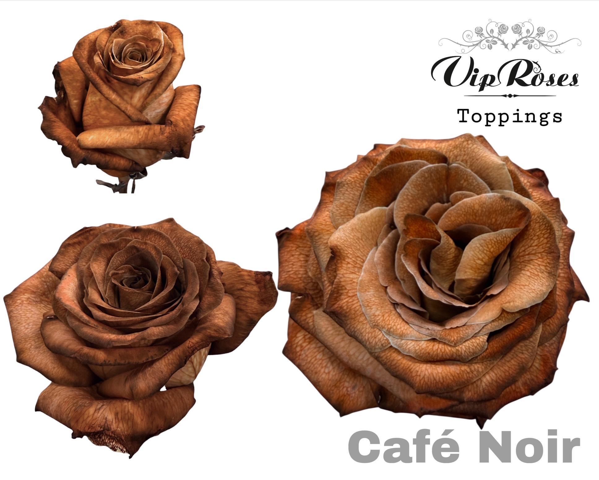 Срезанные цветы оптом Rosa large paint от 20шт из Голландии с доставкой по России