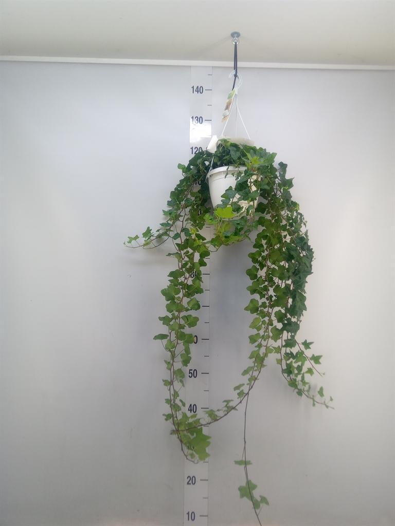 Горшечные цветы и растения оптом Hedera Wonder Hang от 1шт из Голландии с доставкой по России