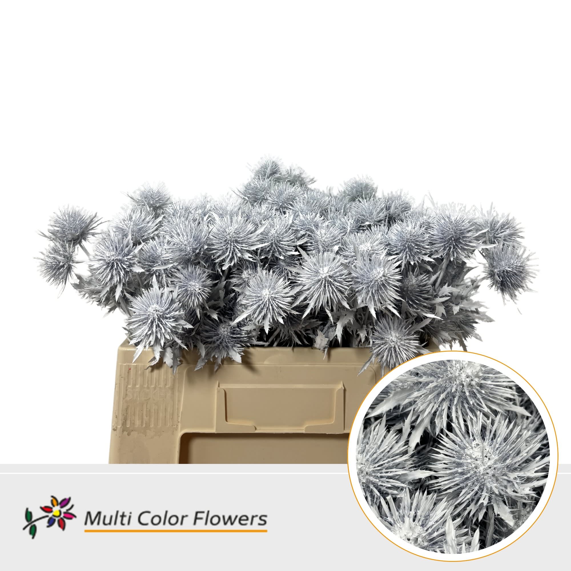 Срезанные цветы оптом Eryngium paint white от 60шт из Голландии с доставкой по России