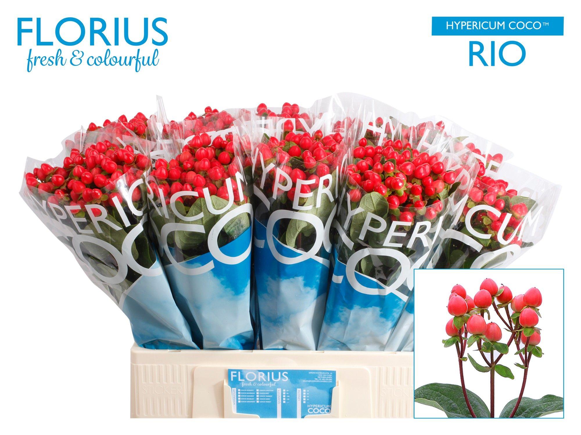 Срезанные цветы оптом Hypericum coco rio от 100шт из Голландии с доставкой по России