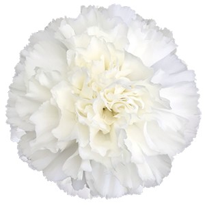 Срезанные цветы оптом Dianthus st moonlight (white) от 240шт из Голландии с доставкой по России