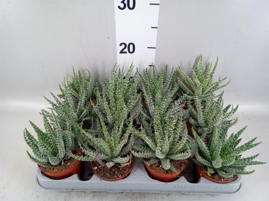 Горшечные цветы и растения оптом Aloe Humilis от 12шт (для телеги) из Голландии с доставкой по России