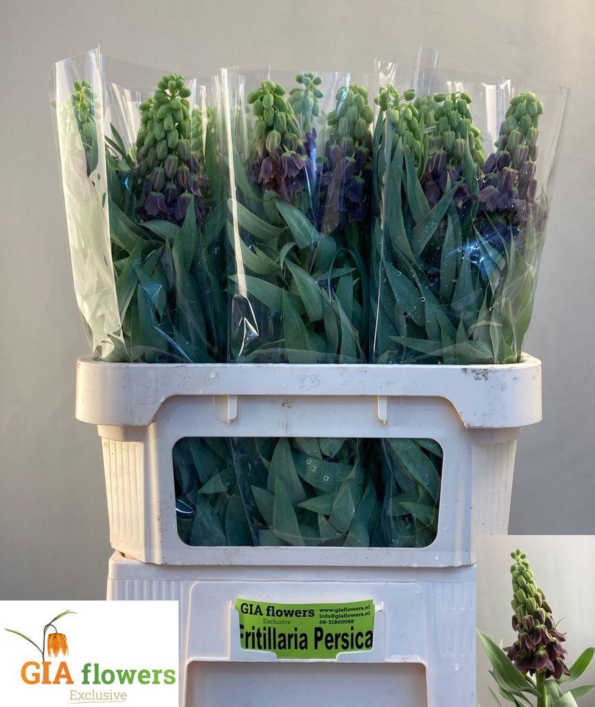 Срезанные цветы оптом Fritillaria persica от 30шт из Голландии с доставкой по России